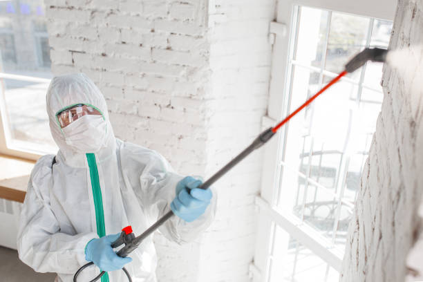 Mold Odor Removal Services in Naugatuck, CT