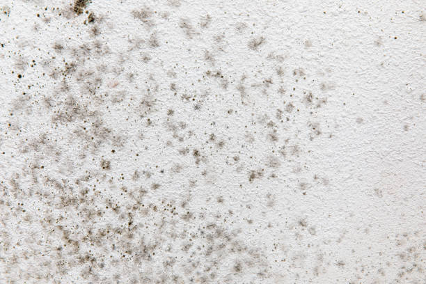 Naugatuck, CT Mold Removal Company