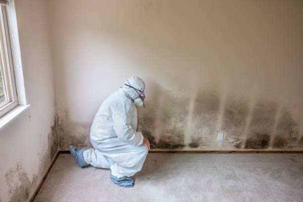 Best Forensic Mold Investigation  in Naugatuck, CT